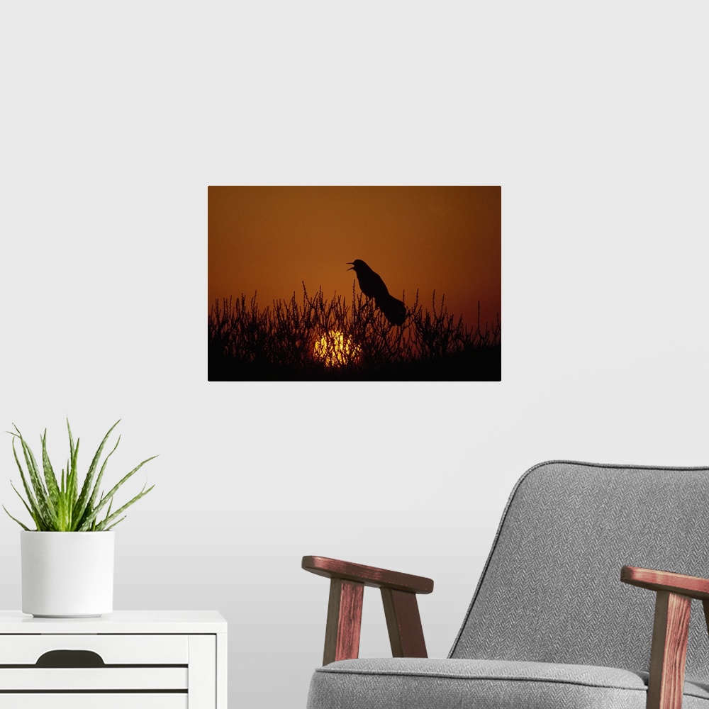 A modern room featuring Boat-tailed grackle (Cassidix mexicanus) silhouetted by sunset, Assateague Island, Maryland