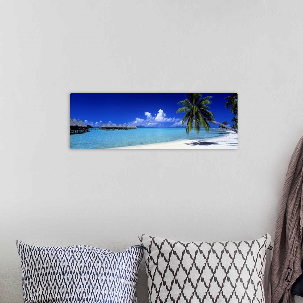 A bohemian room featuring Panoramic photograph shows a couple of palm trees sitting on a sandy beach in Bora Bora during a ...