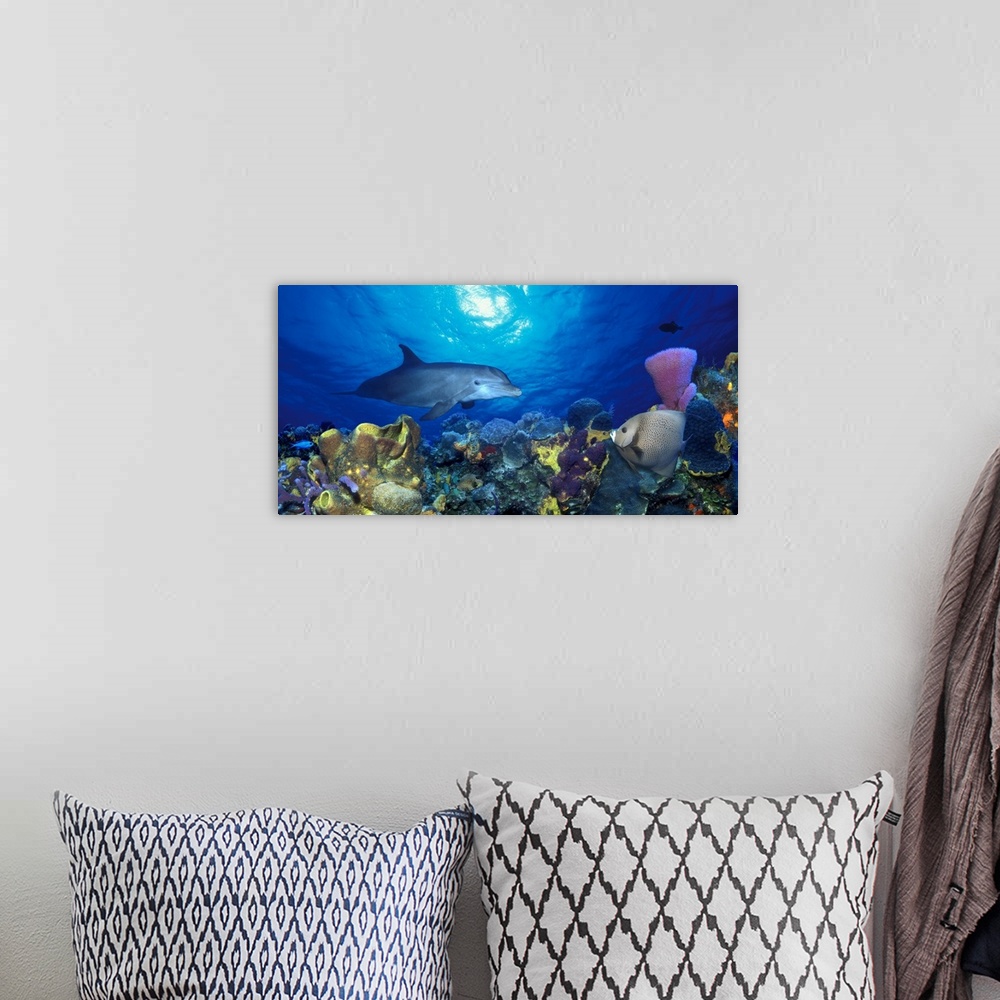 A bohemian room featuring Curious dolphin swimming over the sea floor covered wit corals and sponges, looking at a triangle...