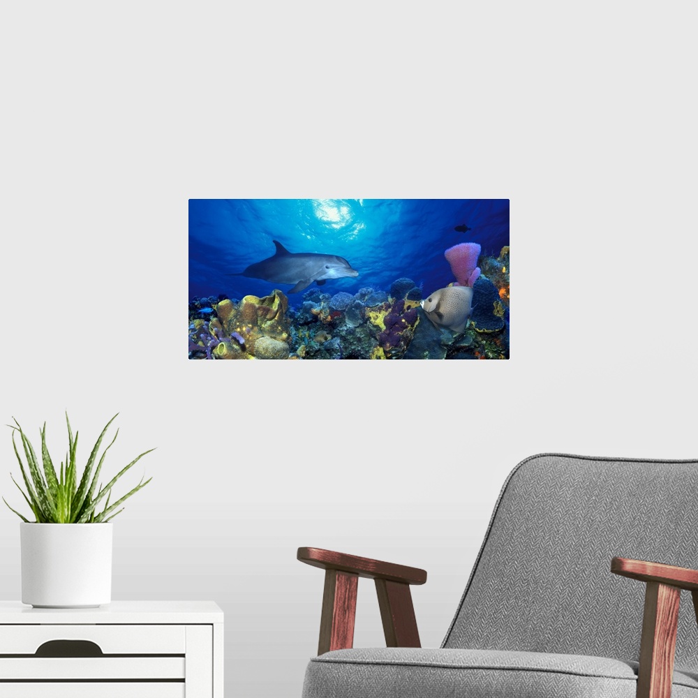 A modern room featuring Curious dolphin swimming over the sea floor covered wit corals and sponges, looking at a triangle...