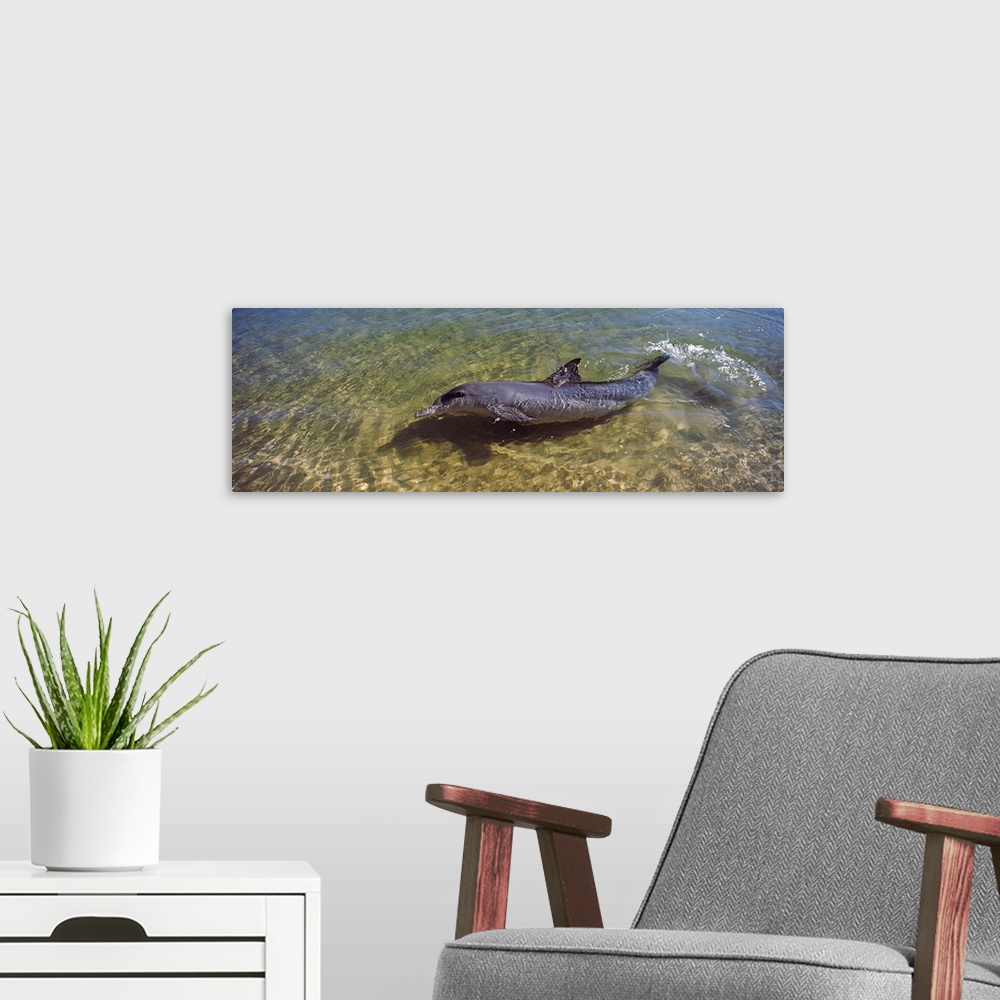 A modern room featuring Bottle Nosed dolphin (Tursiops truncatus) in the sea, Monkey Mia, Shark Bay Marine Park, Perth, W...
