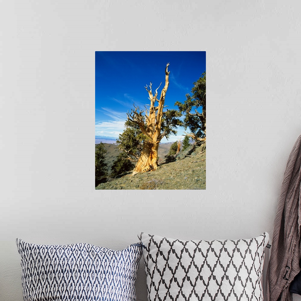 A bohemian room featuring Bristle Cone Pine in side of hill, California