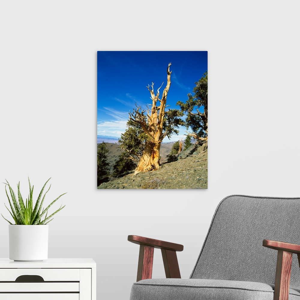 A modern room featuring Bristle Cone Pine in side of hill, California