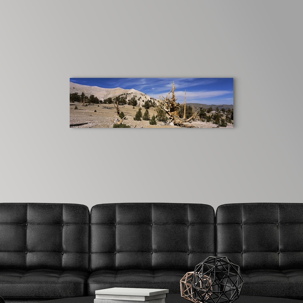 A modern room featuring Bristlecone pine (Pinus aristata) trees on arid landscape, White Mountains, Mono County, California,