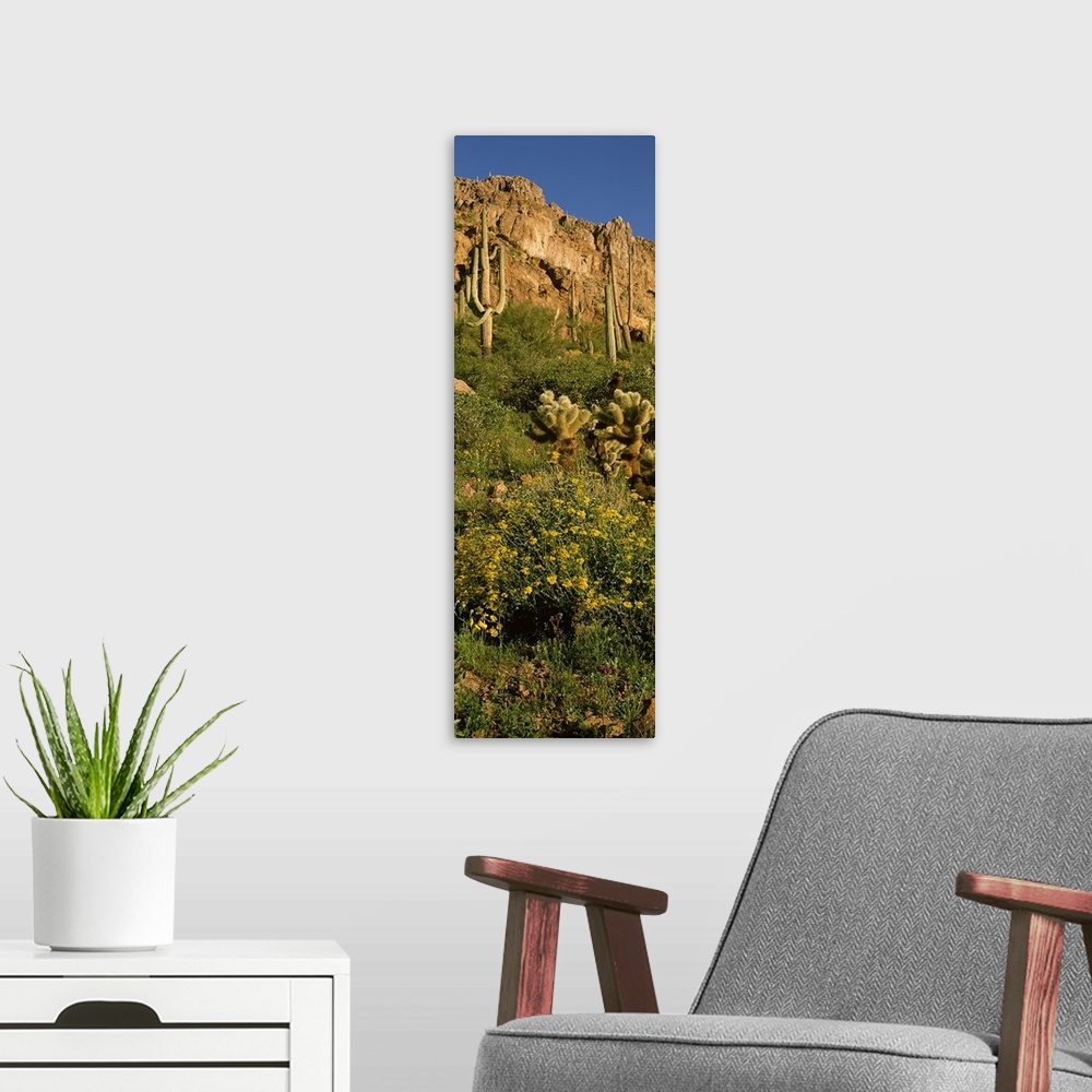 A modern room featuring Brittlebushes with mountain in the background, Sonoran Desert, Arizona, USA