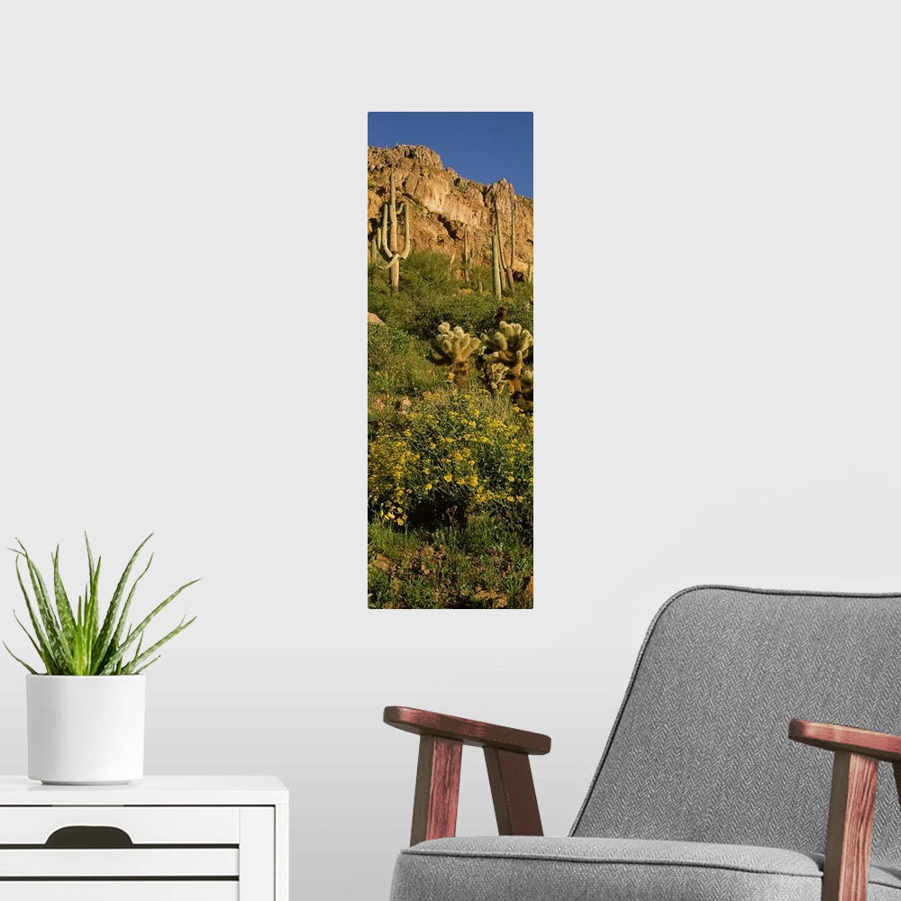 A modern room featuring Brittlebushes with mountain in the background, Sonoran Desert, Arizona, USA