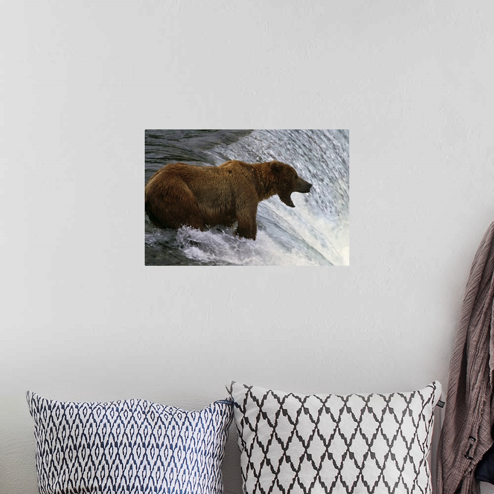 A bohemian room featuring Brown bear at top of waterfall, mouth open to catch fish, Katmai National Park, Alaska