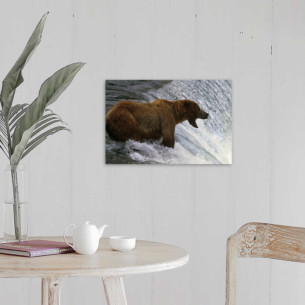 A farmhouse room featuring Brown bear at top of waterfall, mouth open to catch fish, Katmai National Park, Alaska