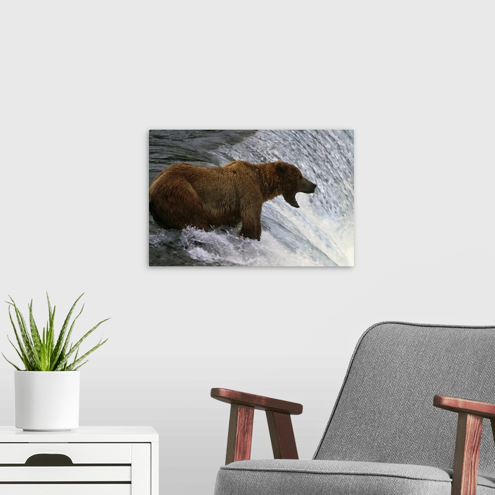 A modern room featuring Brown bear at top of waterfall, mouth open to catch fish, Katmai National Park, Alaska