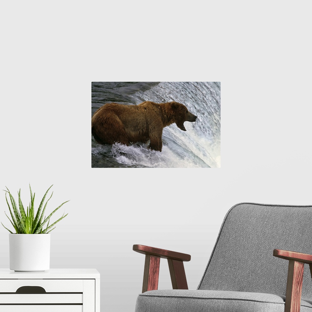 A modern room featuring Brown bear at top of waterfall, mouth open to catch fish, Katmai National Park, Alaska
