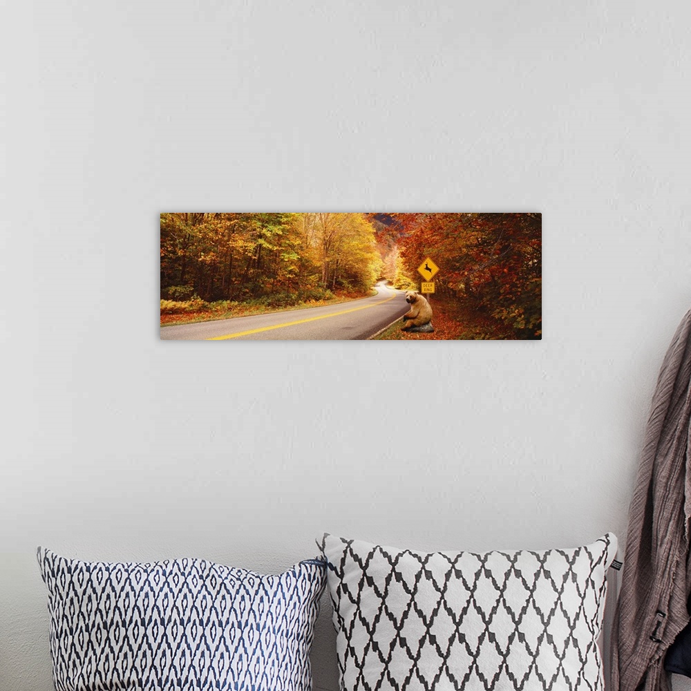 A bohemian room featuring Panoramic photograph of road winding through fall forest with a posted deer crossing sign.