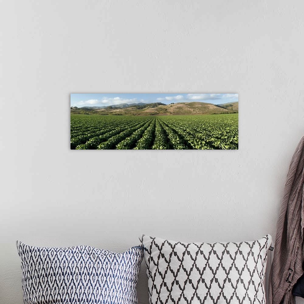 A bohemian room featuring Brussels sprout crop in a field, Half Moon Bay, San Mateo County, California