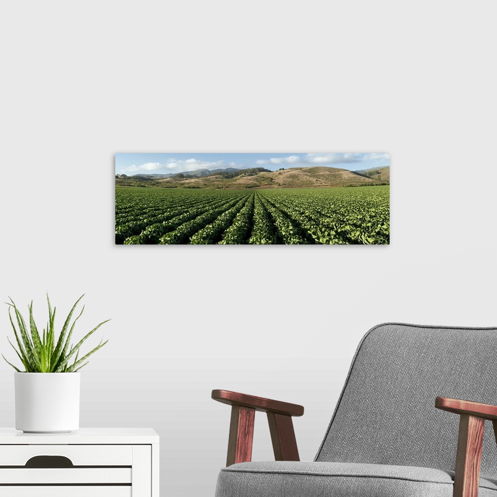 A modern room featuring Brussels sprout crop in a field, Half Moon Bay, San Mateo County, California