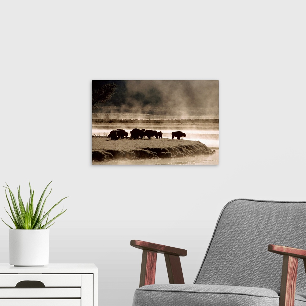 A modern room featuring Oversized landscape photograph of a group of buffalo, grazing near the waters edge on a foggy mor...