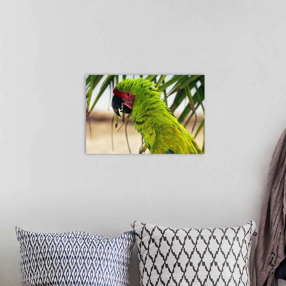 A bohemian room featuring Buffons macaw, portrait profile, Roatan, Honduras.