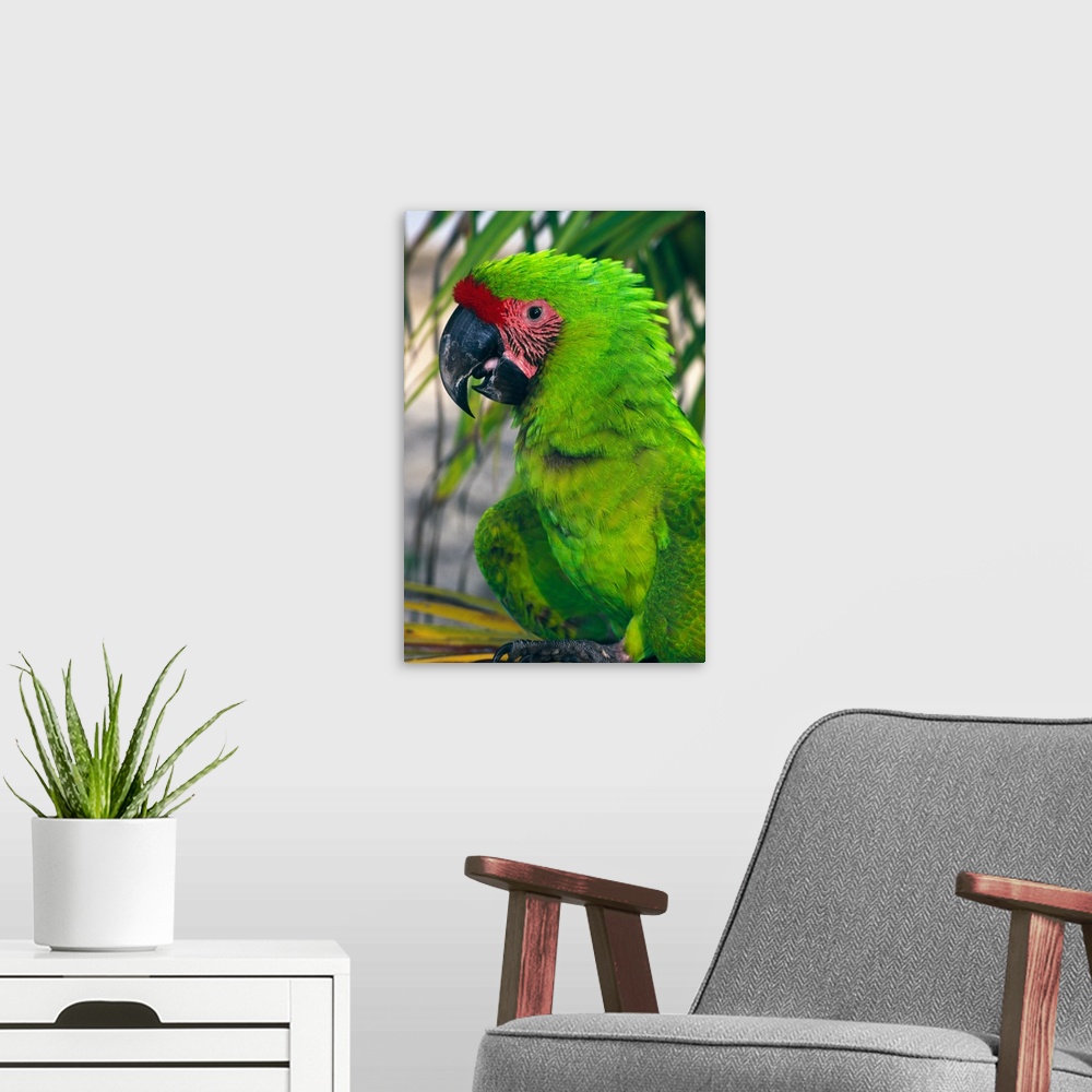 A modern room featuring Buffons macaw, portrait profile, Roatan, Honduras.