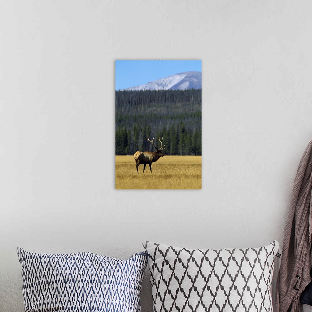 A bohemian room featuring Vertical photograph on a big canvas of an elk with large antlers, standing in a grassy, golden fi...