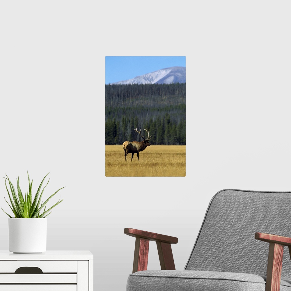 A modern room featuring Vertical photograph on a big canvas of an elk with large antlers, standing in a grassy, golden fi...