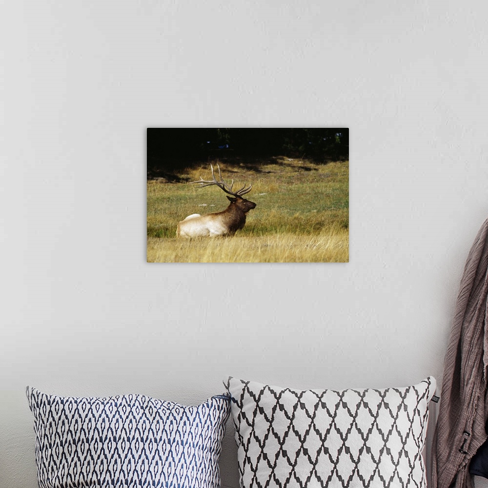 A bohemian room featuring Bull elk lying in meadow, profile, Yellowstone National Park, Wyoming