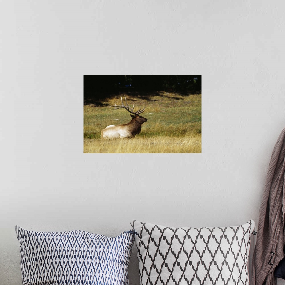 A bohemian room featuring Bull elk lying in meadow, profile, Yellowstone National Park, Wyoming