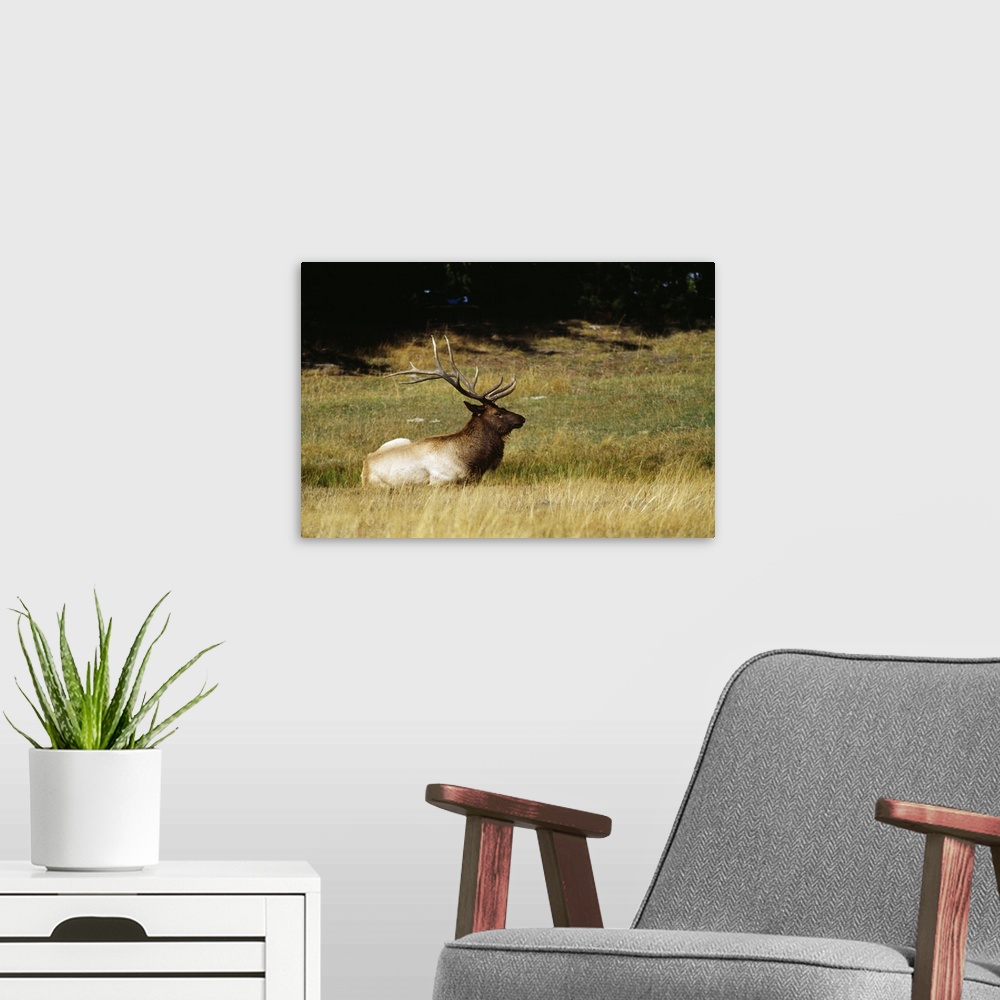 A modern room featuring Bull elk lying in meadow, profile, Yellowstone National Park, Wyoming