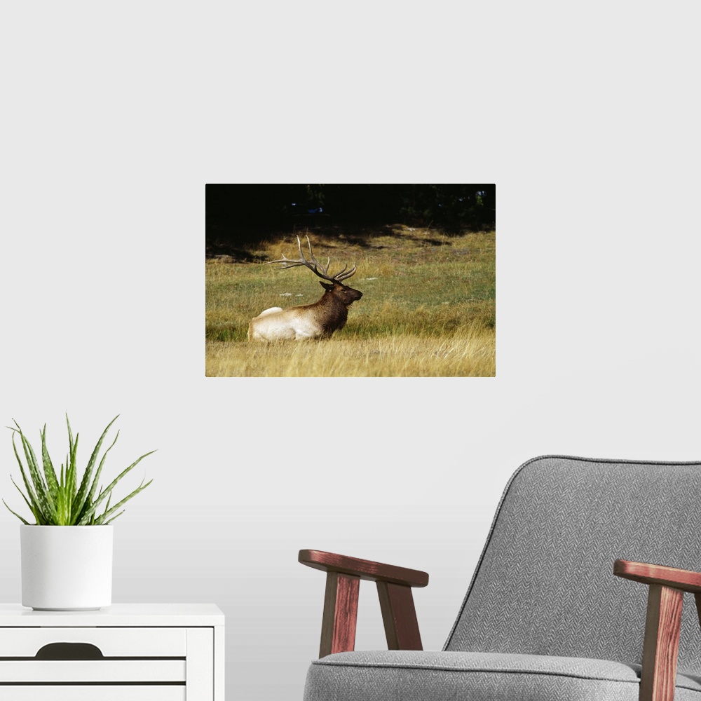 A modern room featuring Bull elk lying in meadow, profile, Yellowstone National Park, Wyoming