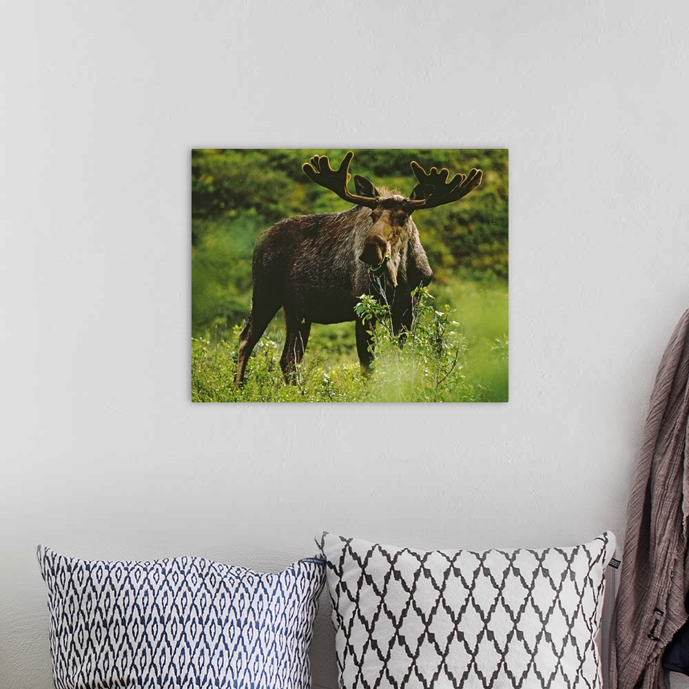 A bohemian room featuring Bull moose, close-up, Denali National Park, Alaska