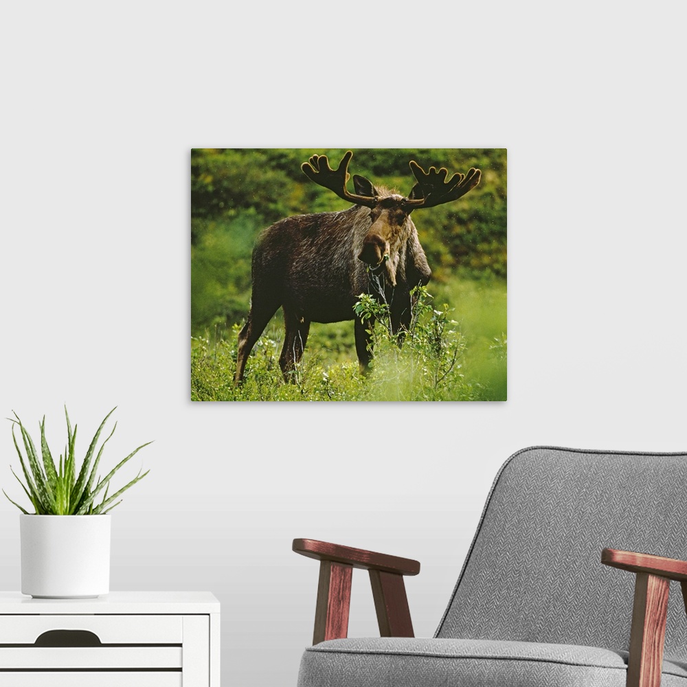 A modern room featuring Bull moose, close-up, Denali National Park, Alaska