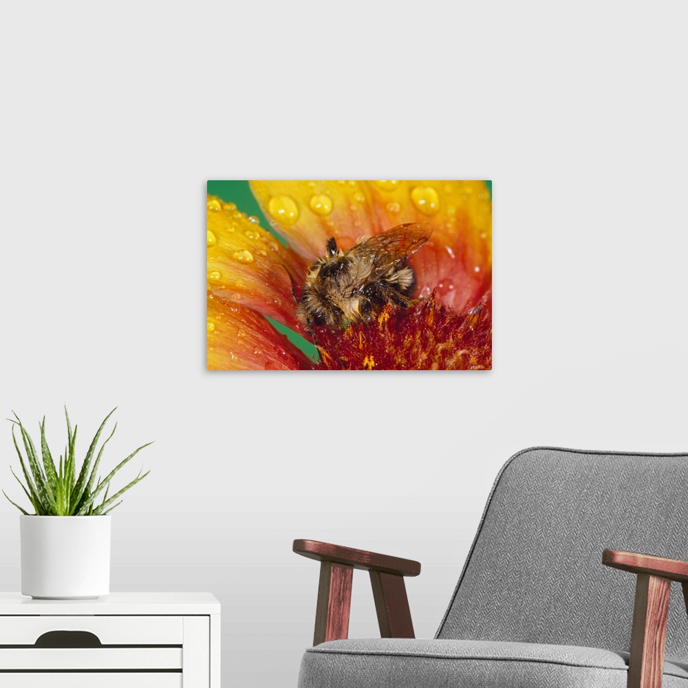 A modern room featuring Bumble bee on flower blossom in rain, close up.