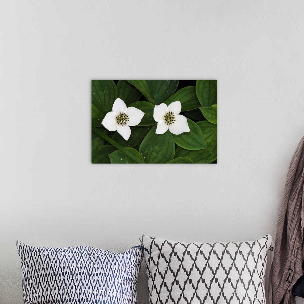 A bohemian room featuring Giant, close up landscape photograph of two bunchberry flowers in bloom and surrounded by small g...