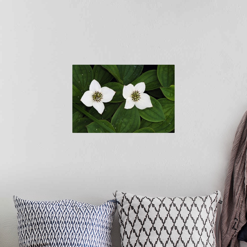 A bohemian room featuring Giant, close up landscape photograph of two bunchberry flowers in bloom and surrounded by small g...