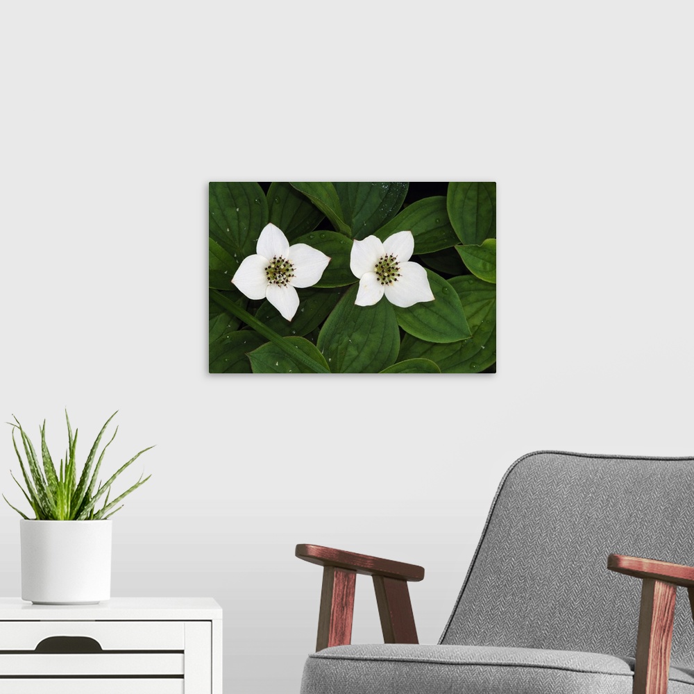 A modern room featuring Giant, close up landscape photograph of two bunchberry flowers in bloom and surrounded by small g...