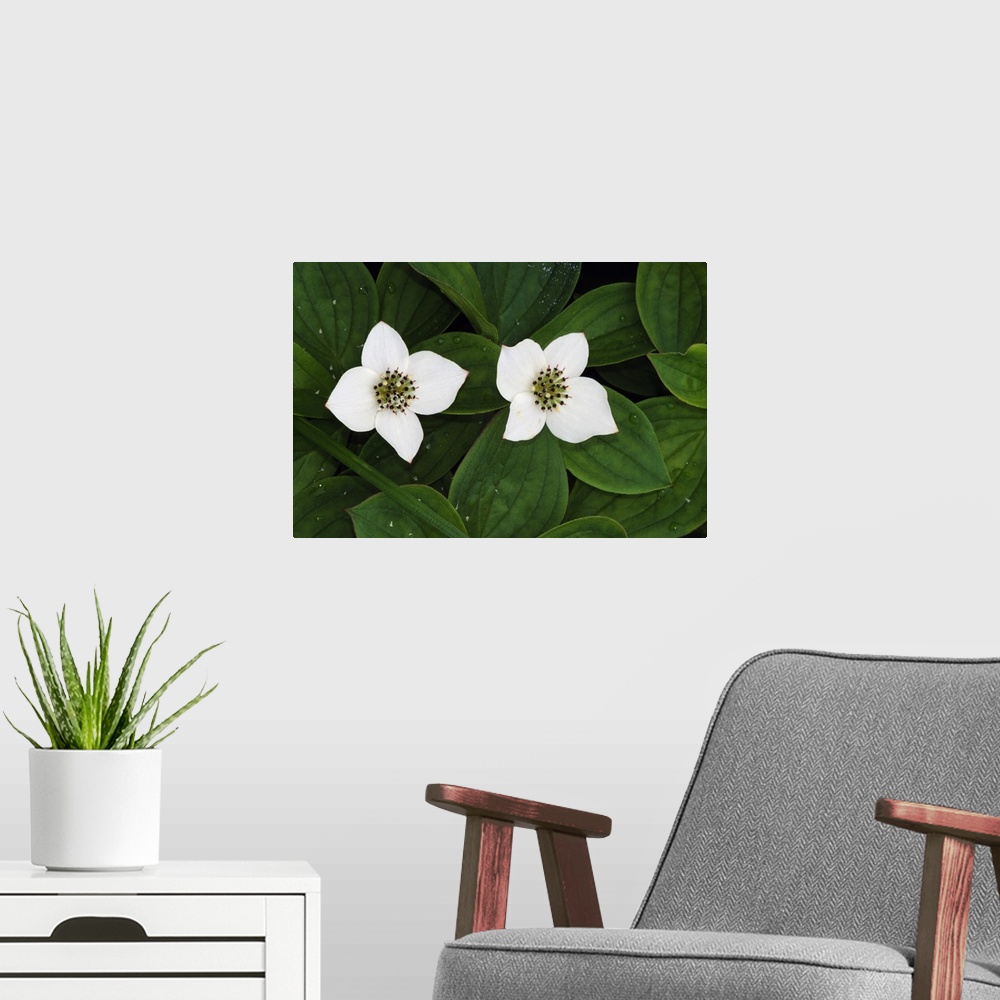 A modern room featuring Giant, close up landscape photograph of two bunchberry flowers in bloom and surrounded by small g...