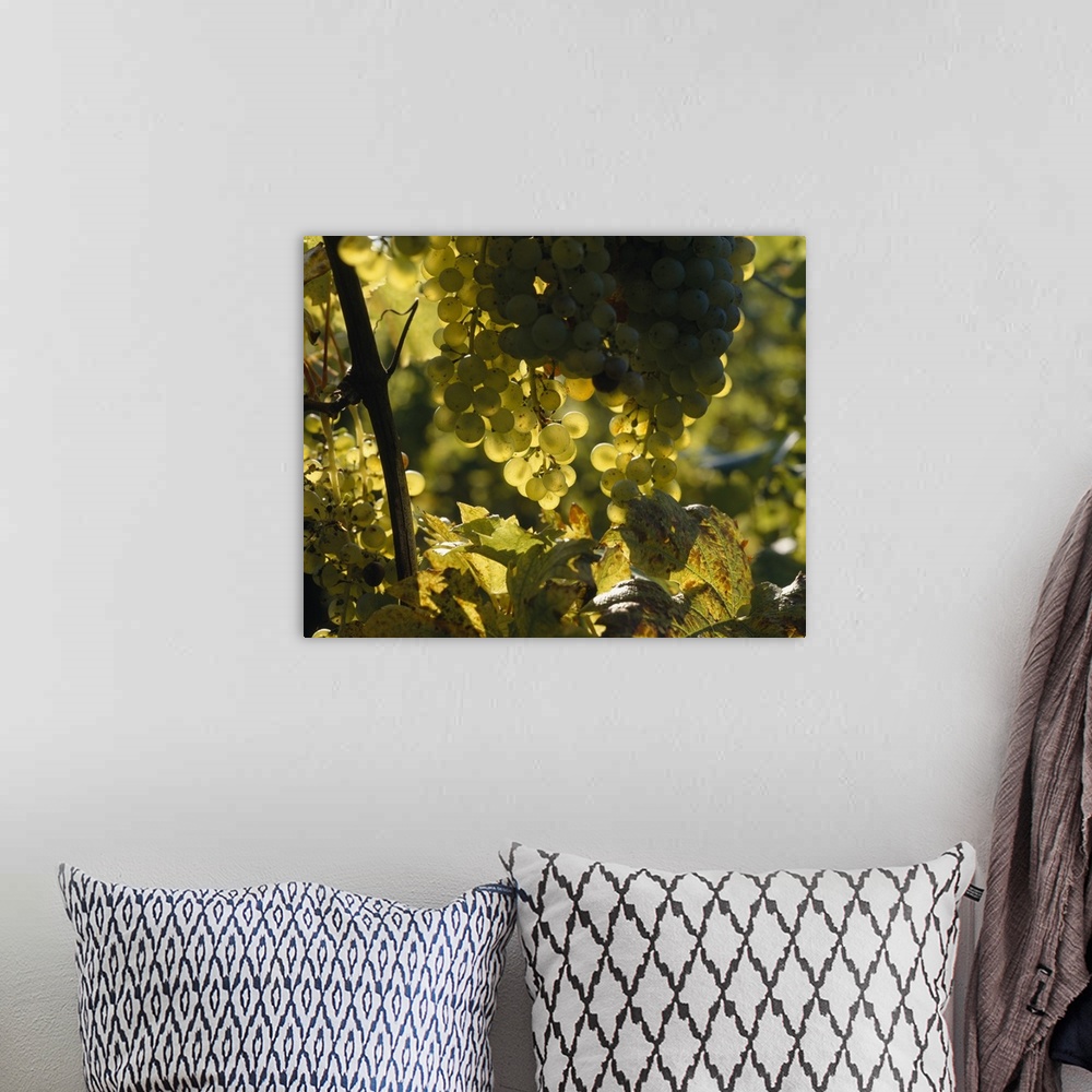 A bohemian room featuring Up-close photograph of grapes and leaves on vine.