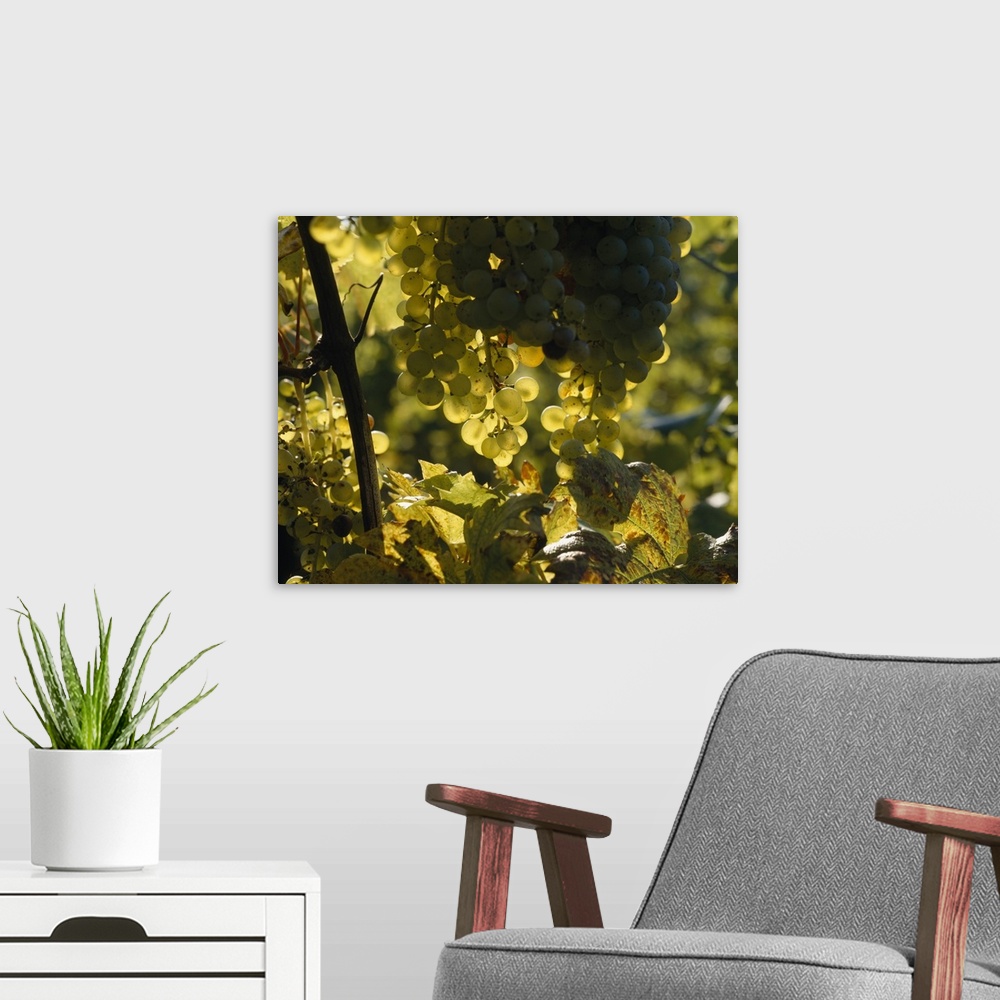 A modern room featuring Up-close photograph of grapes and leaves on vine.