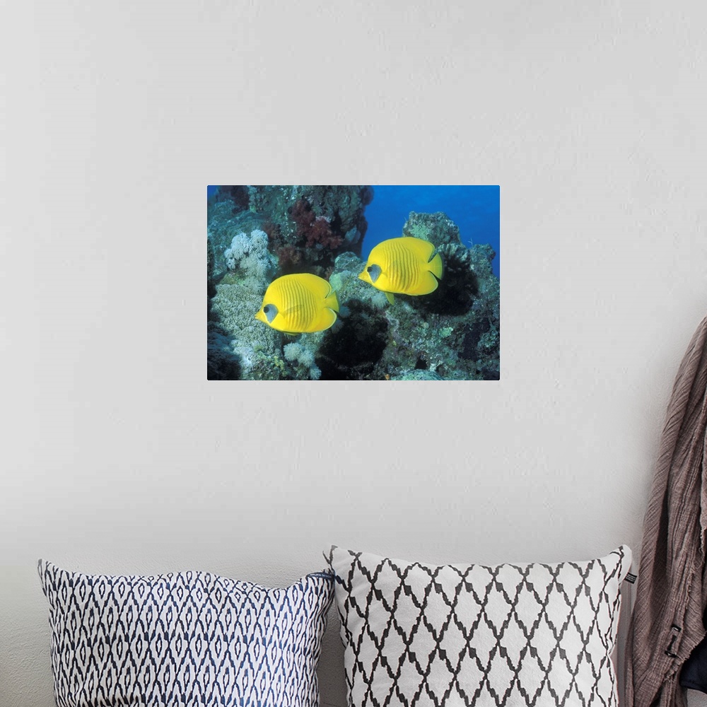 A bohemian room featuring This large picture was taken under water of two yellow fish swimming in front of coral.