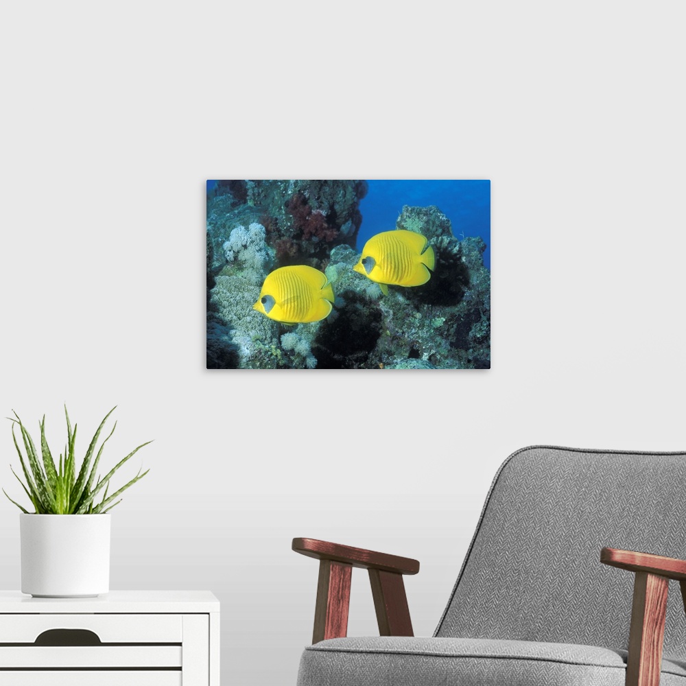 A modern room featuring This large picture was taken under water of two yellow fish swimming in front of coral.