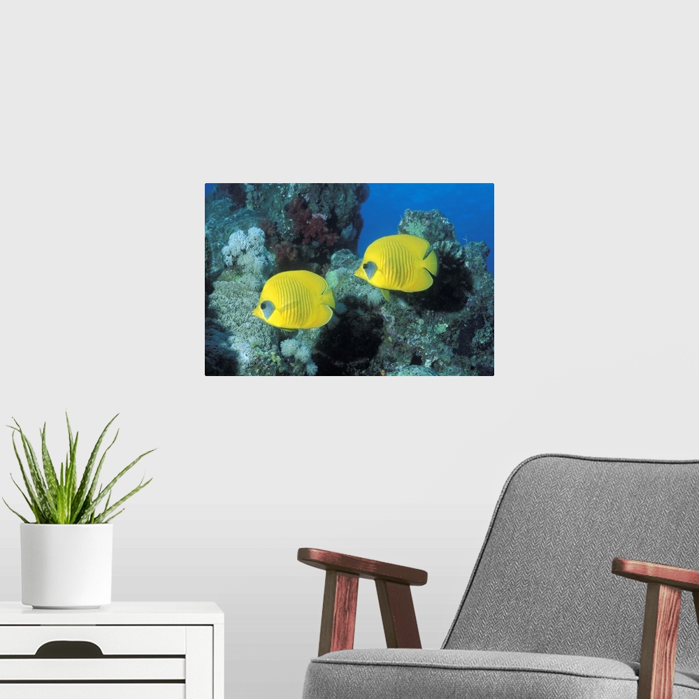 A modern room featuring This large picture was taken under water of two yellow fish swimming in front of coral.