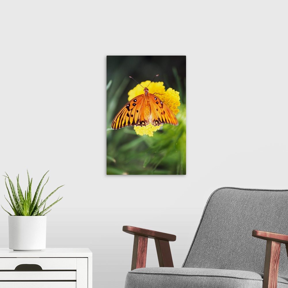 A modern room featuring Butterfly On Blooming Flower