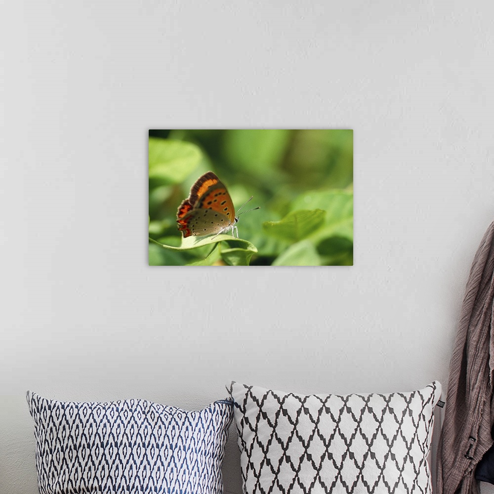 A bohemian room featuring Butterfly perching on a leaf