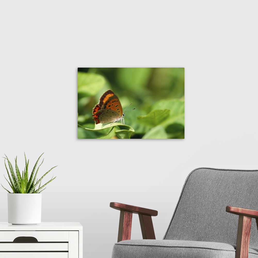 A modern room featuring Butterfly perching on a leaf
