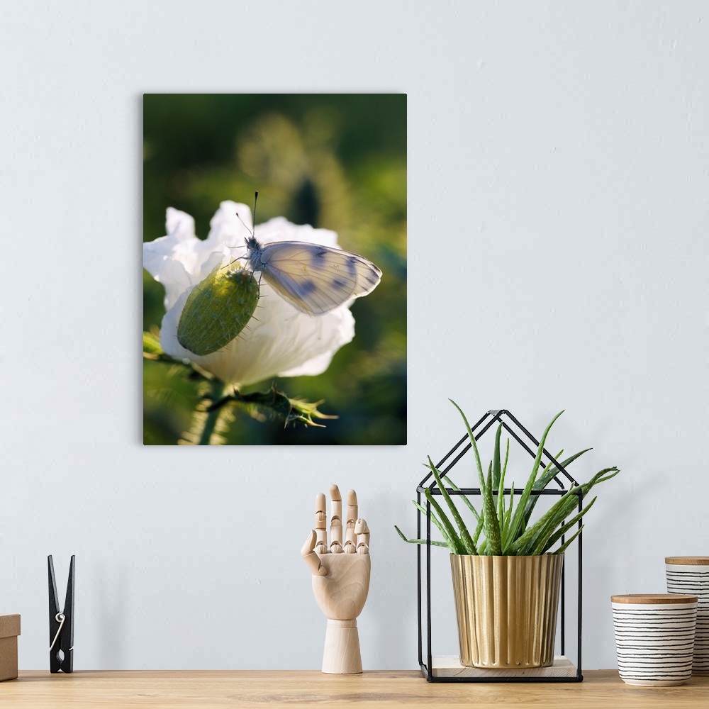 A bohemian room featuring Cabbage Butterfly On Prickly Poppy Seed Pod