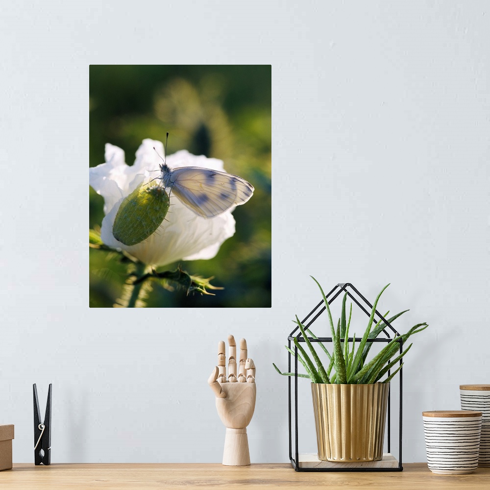 A bohemian room featuring Cabbage Butterfly On Prickly Poppy Seed Pod