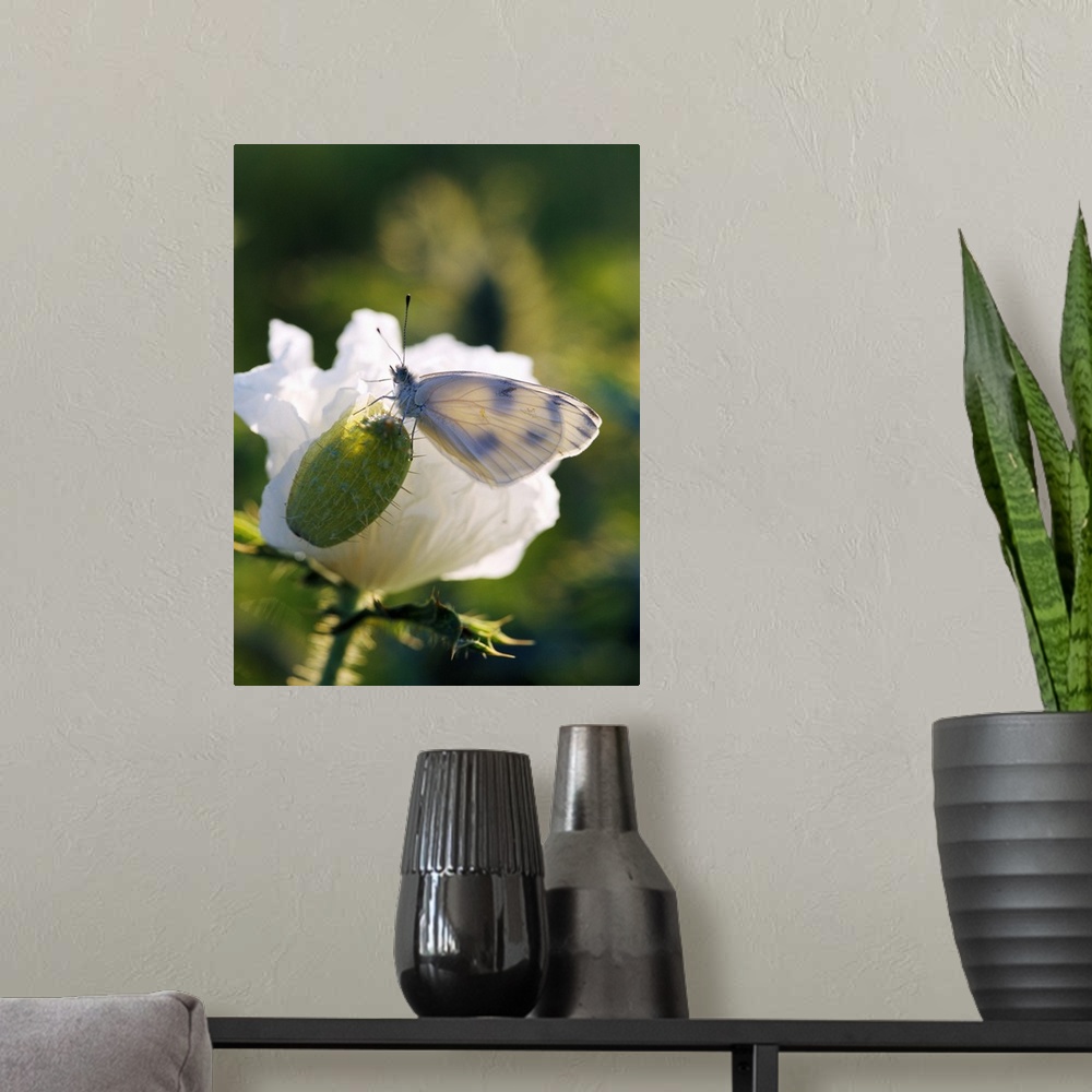 A modern room featuring Cabbage Butterfly On Prickly Poppy Seed Pod