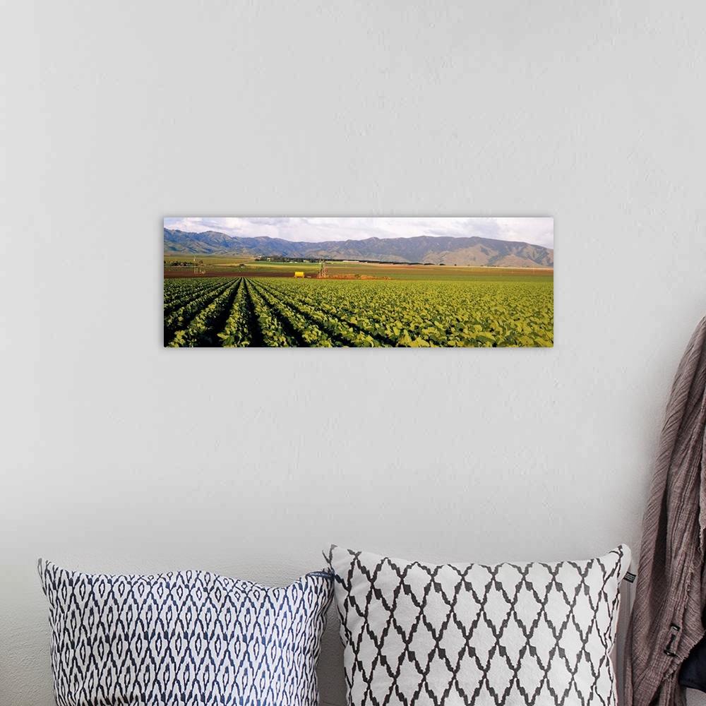 A bohemian room featuring Cabbages in a field, Central Valley, California