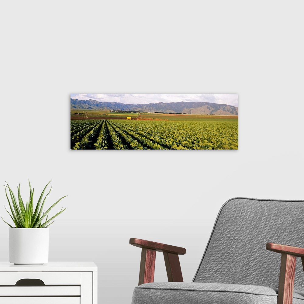 A modern room featuring Cabbages in a field, Central Valley, California