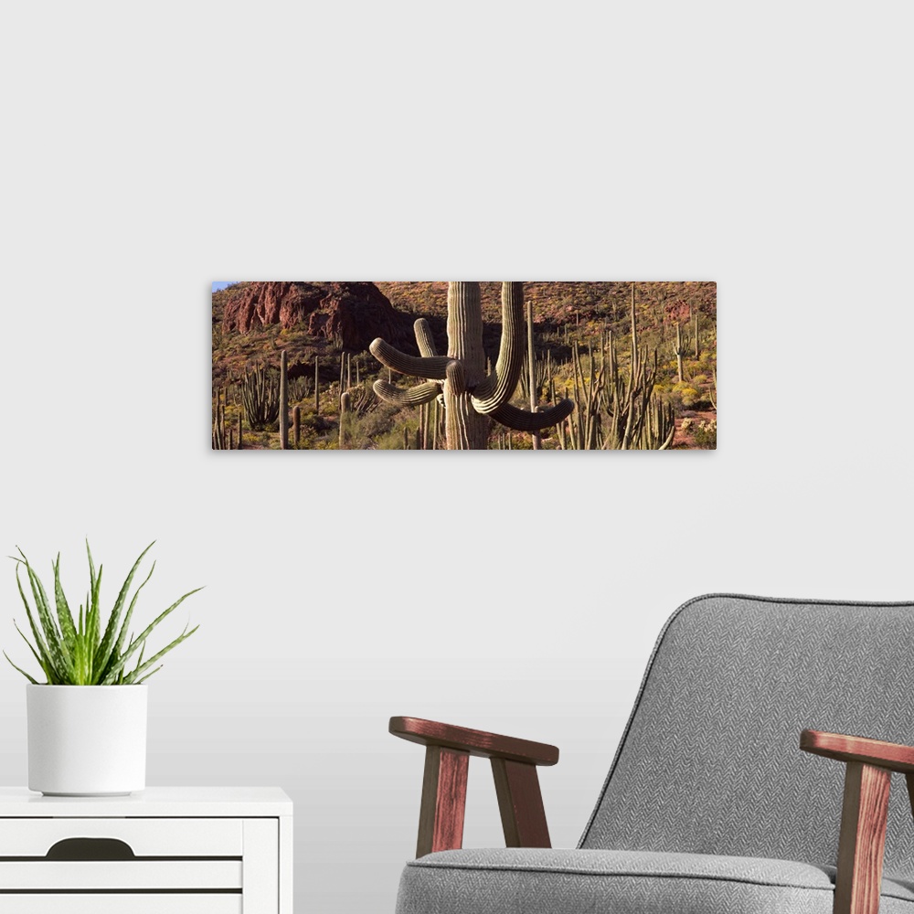 A modern room featuring Cacti on a landscape Organ Pipe Cactus National Monument Arizona