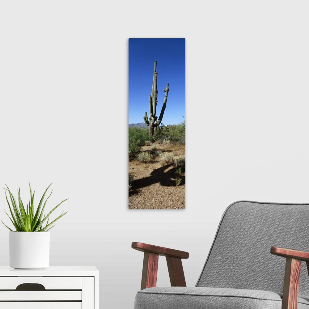 A modern room featuring Cactus AZ