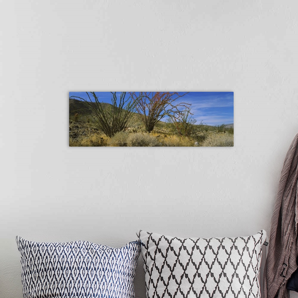 A bohemian room featuring Cactus on a landscape, Anza Borrego Desert State Park, California