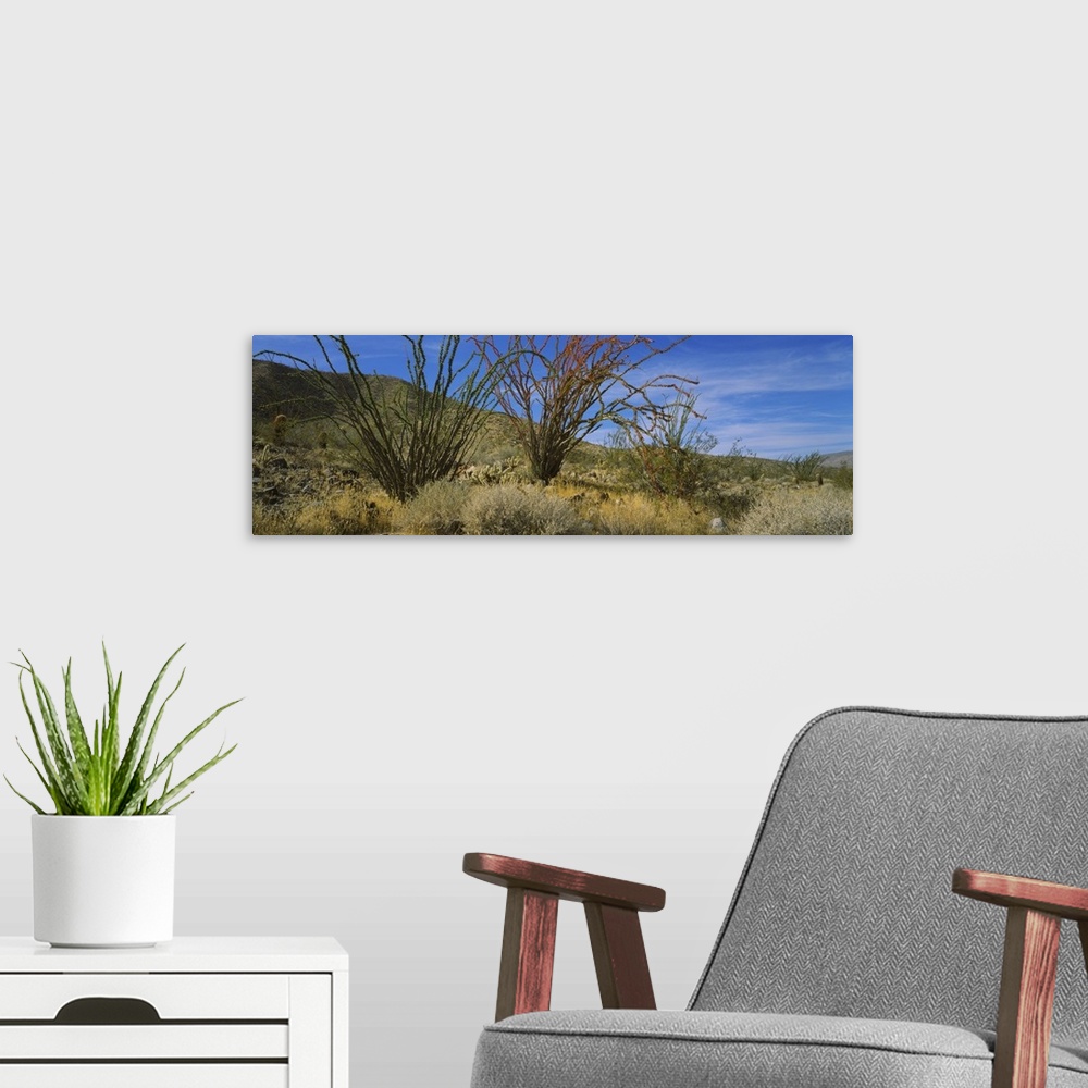 A modern room featuring Cactus on a landscape, Anza Borrego Desert State Park, California